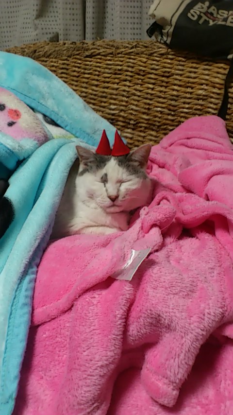 mini_171121_1818.jpg
