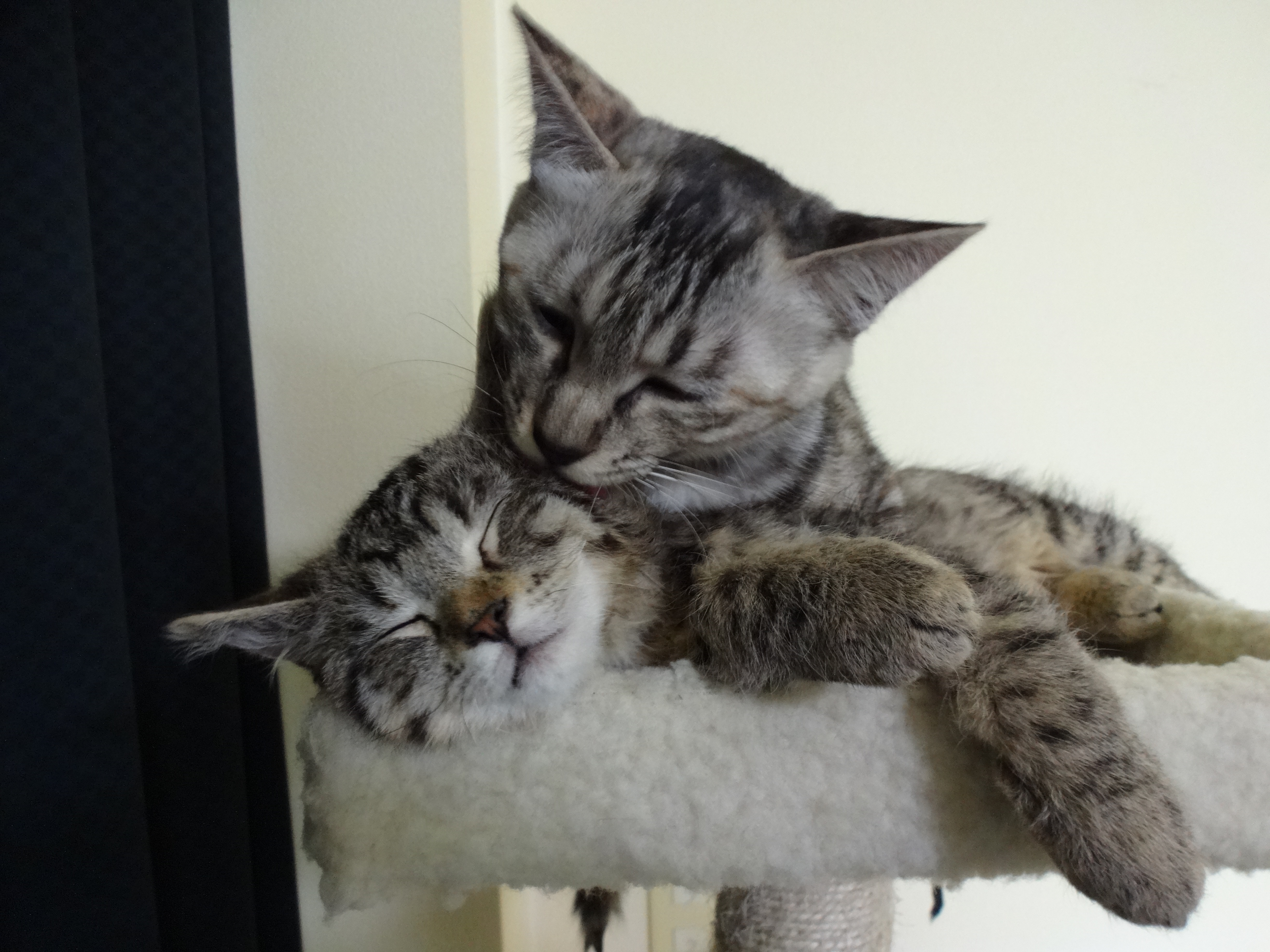 nyanta_zzz.jpg