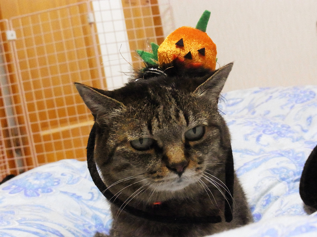 tora05.jpg